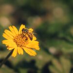 꿀벌 화분 효능-1